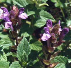 Scutellaria alpina